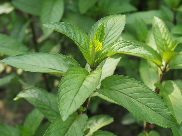 Planta de hortelã-pimenta (Mentha piperita)