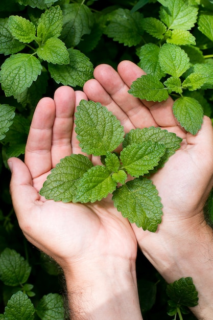 Planta de hortelã verde crescer fundo. Folhas nas mãos dos homens.