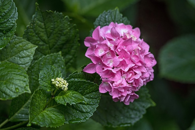 Planta de hortênsia rosa depois da chuva