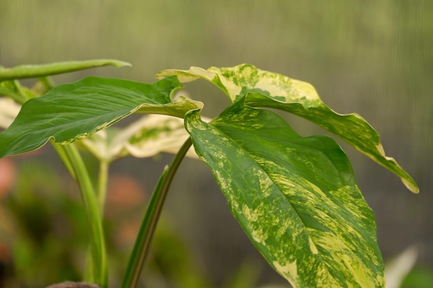 Planta de interior de variedade amarela de área de syngonium e folhagem fechada folha