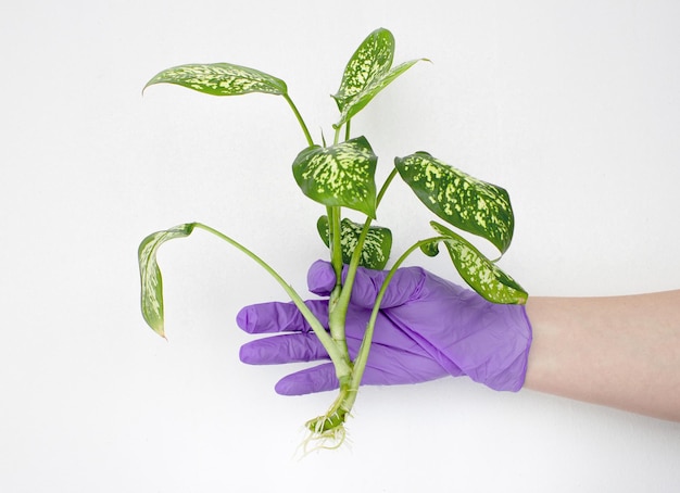 Planta de interior Diffenbachia Mãos enluvadas estão transplantando uma flor Fertilize flores de interior