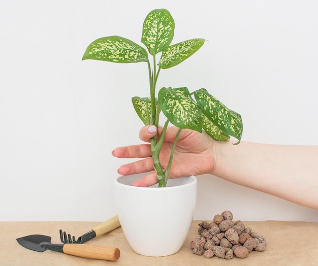 Planta de interior Diffenbachia sobre fundo branco Horta e ferramentas de jardim Fertiliz