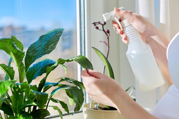 Planta de interior no peitoril da janela, close-up de mulher com pistola pulverizando as folhas da planta de casa no pote. selva doméstica de hobby, cuidados com animais de estimação verdes