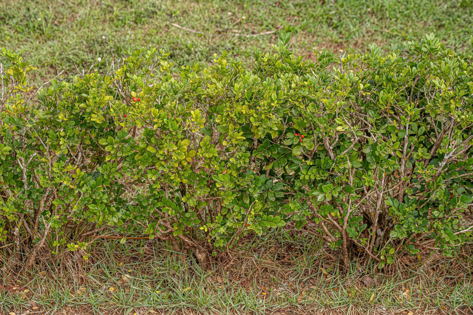 Planta de jasmim laranja | Foto Premium