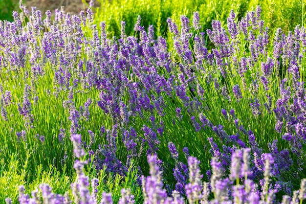 Planta de lavanda repleta de flores coloridas em um dia ensolarado de primavera