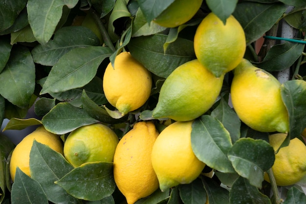 Planta de limão Cinqueterre Liguria Monterosso