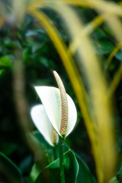 Foto planta de lírio da paz