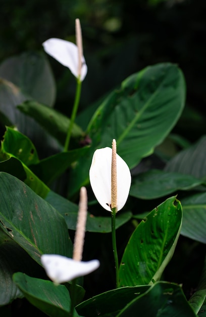 Foto planta de lírio da paz