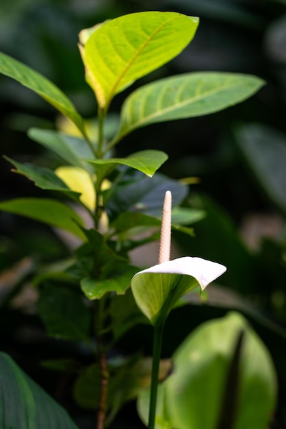 Foto planta de lírio da paz