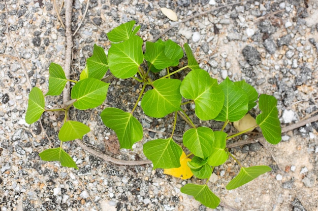 Planta de locha verde em solo rochoso