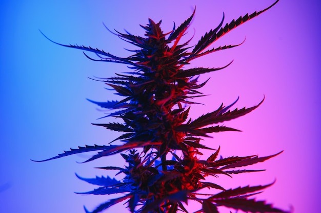 Planta de maconha de cannabis em estilo neon roxo profundo Vaporwave Planta médica de cannabis ou cânhamo com botões floridos e luz ultravioleta Arbusto vegetativo florescente com tricomas de cristal