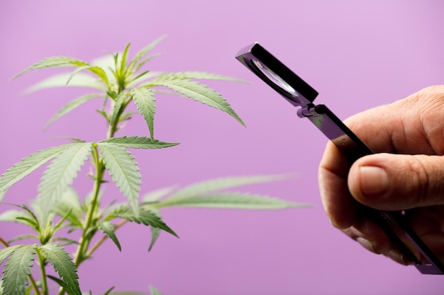 Planta de maconha e lupa no fundo roxo de cuidados e manutenção de plantas de mão do homem