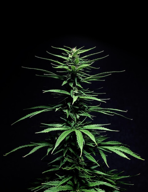 Planta de maconha folha de maconha cannabis cânhamo