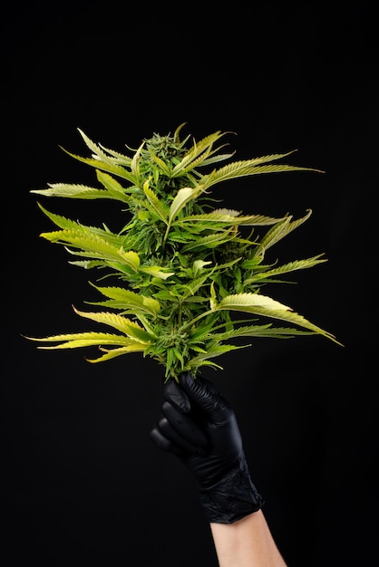 Planta de maconha híbrida indica e sativa na mão