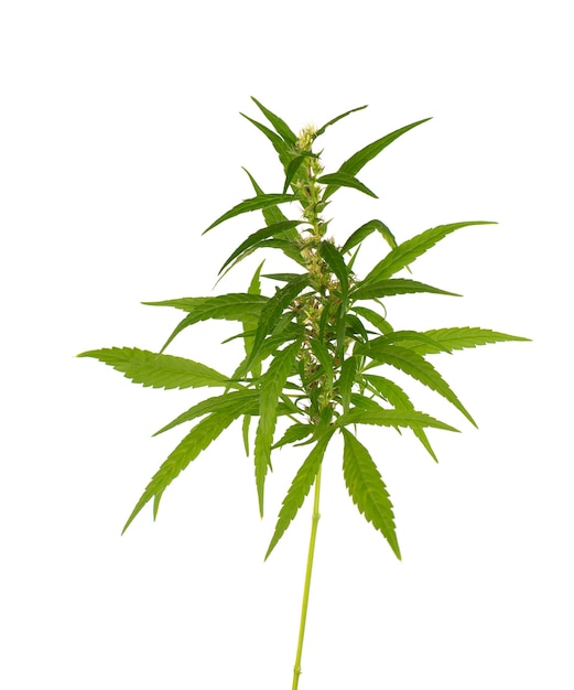 Planta de maconha isolada no fundo branco. Folha de cânhamo close-up. Folha verde de cannabis.