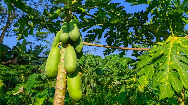 planta de mamão verde