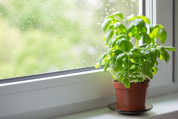 Planta de manjericão em vaso no peitoril da janela