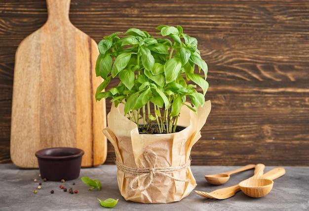 Planta de manjericão verde fresco em vaso com fundo de madeira