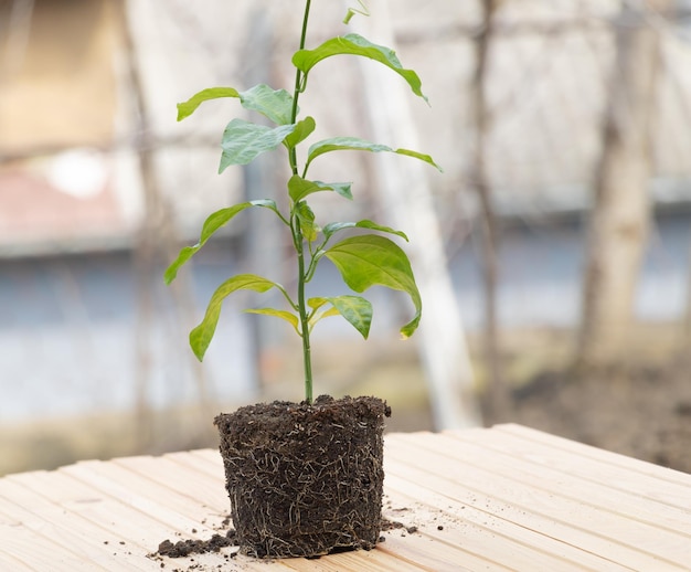 Planta de maracujá no processo de repottig Cultivo de plantas exóticas em casa conceito