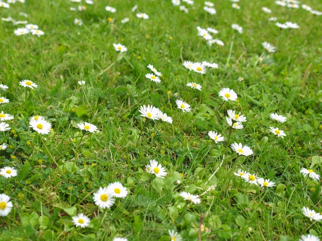 Planta de margarida comum flor branca Bellis perennis