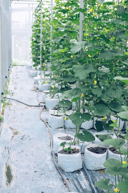 Planta de melão crescendo em uma estufa em um pomar de fazenda