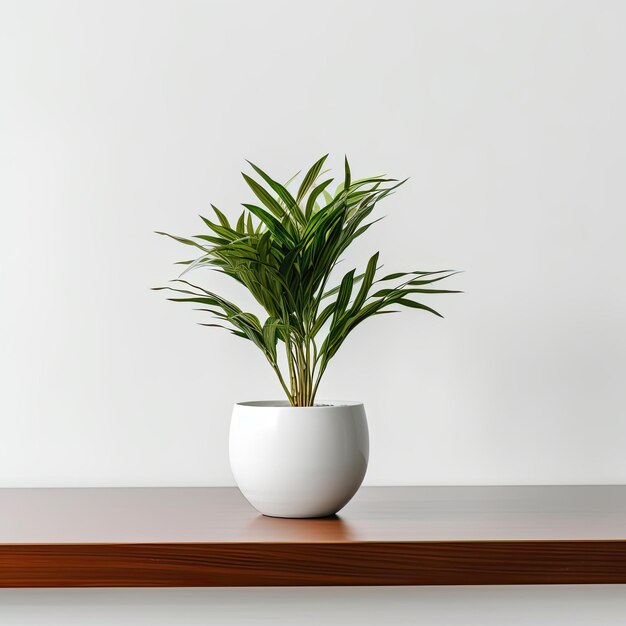 Planta de mesa mínima moderna com um fundo branco