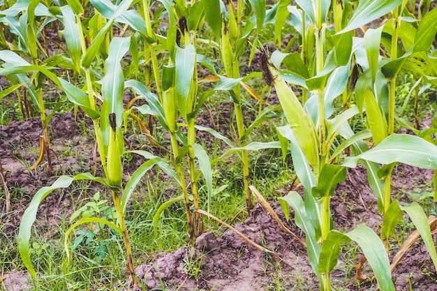 Planta de milho com crescimento de folhas verdes no campo de agricultura ao ar livre