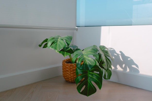 Planta de Monstera colocada na varanda com a luz do sol matinal