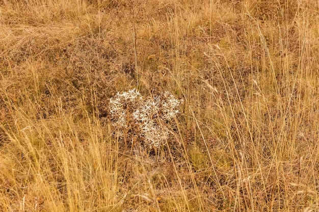 Planta de montanha branca no maciço de Demerdzhi