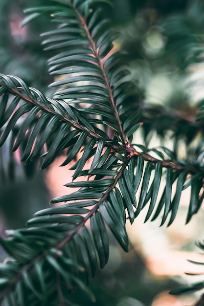 Planta de Moody filmada em estilo macrográfico