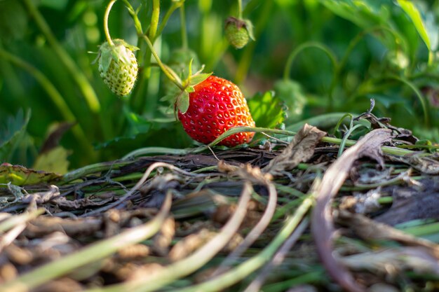 Planta de morango. Arbustos de stawberry selvagens. Morangos em crescimento no jardim. Frutas maduras e morango com folhagem