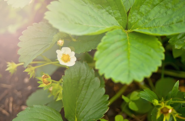 Planta de morango floresce no jardim