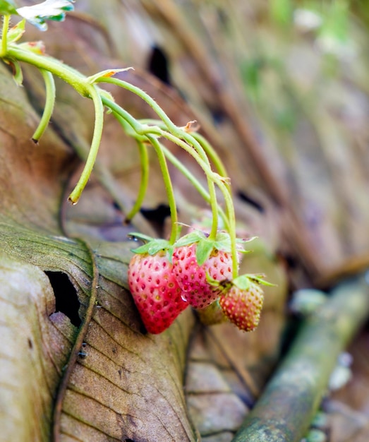 planta de morango fruta