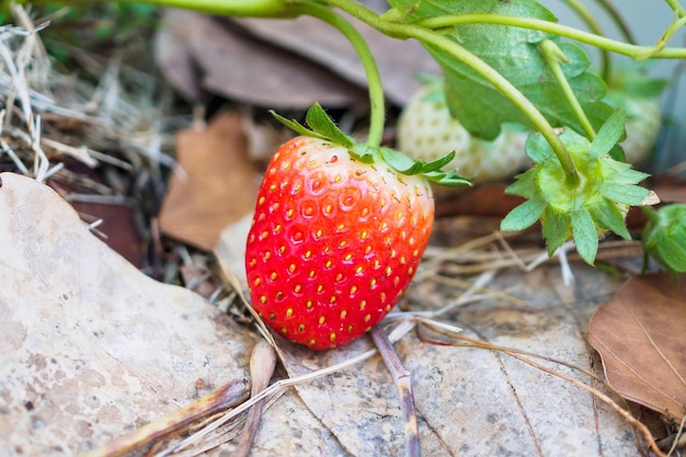 Planta de morango orgânica madura vermelha fresca no jardim