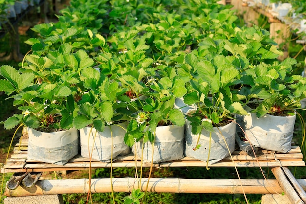 Planta de morangos que cresce na fazenda de frutas orgânicas locais