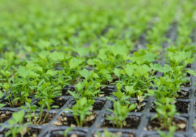 Planta de mudas de aipo chinês em um viveiro