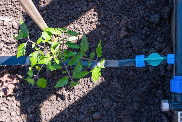 Planta de mudas de tomate cultivada em canteiros com rega automática ou sistema de gotejamento de água na horta doméstica Mangueira para rega e irrigação