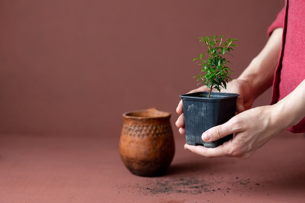 Planta de murta nas mãos das mulheres em fundo de terracota