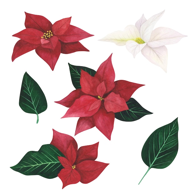 Planta de Natal Poinsétia isolada em fundo branco Ilustração de Natal desenhada à mão em aquarela Arte para design