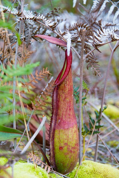 planta de nepenthes