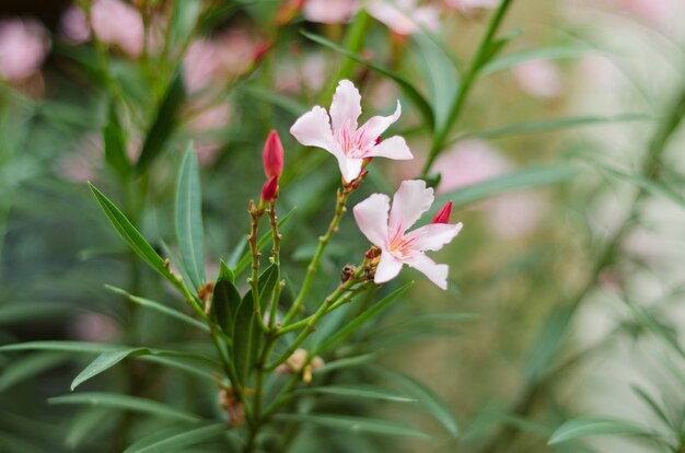 Planta de oleandro de flores rosa suave