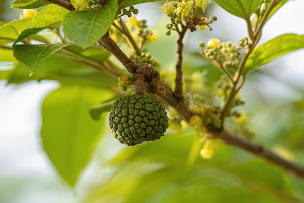 Planta de olmo das Índias Ocidentais