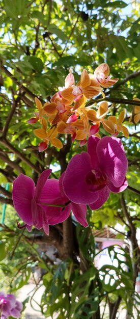 Planta de orquídea de mariposa tirada de um ângulo próximo