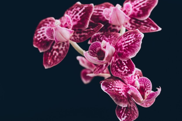 Planta de orquídea roxa Phalaenopsis