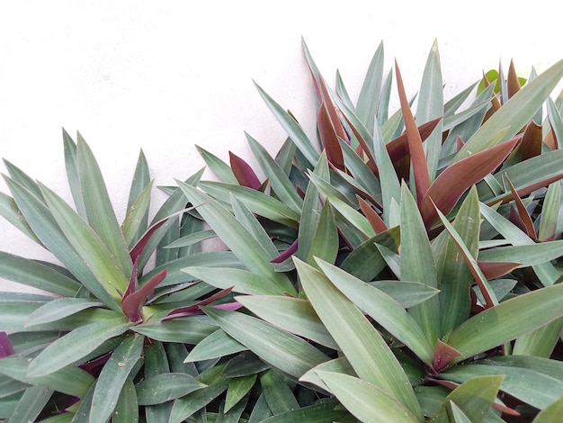 Foto planta de ostra (tradescantia spathacea). rhoeo discolor ou moisés no berço.