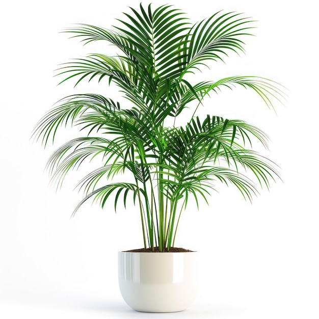 Foto planta de palmeira areca em pote isolada em fundo branco