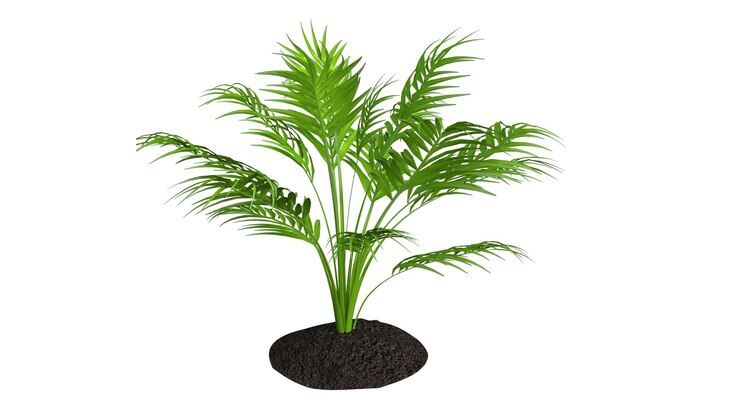 Foto planta de palmeira