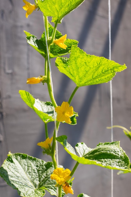 Planta de pepino com folhas e flores enrola a corda Cultivo de vegetais no jardim