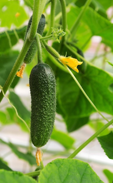 Planta de pepino em crescimento no jardim