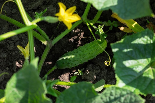 Planta de pepino na horta